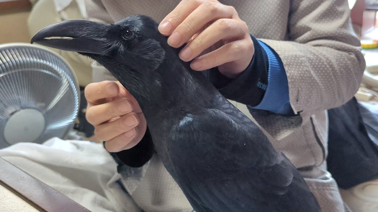 パパとママとふれあってオヤツ食べてテンションアゲアゲハッピー