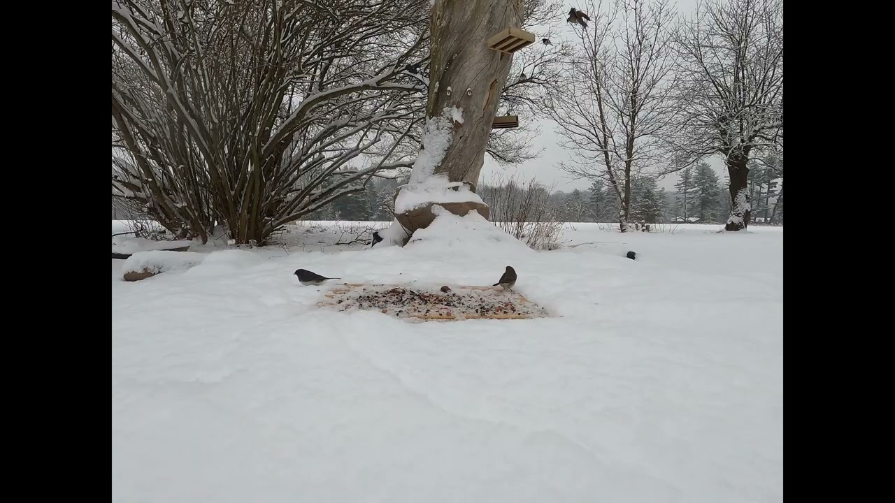 Winter Storm Fern:  Birds and birds and birds