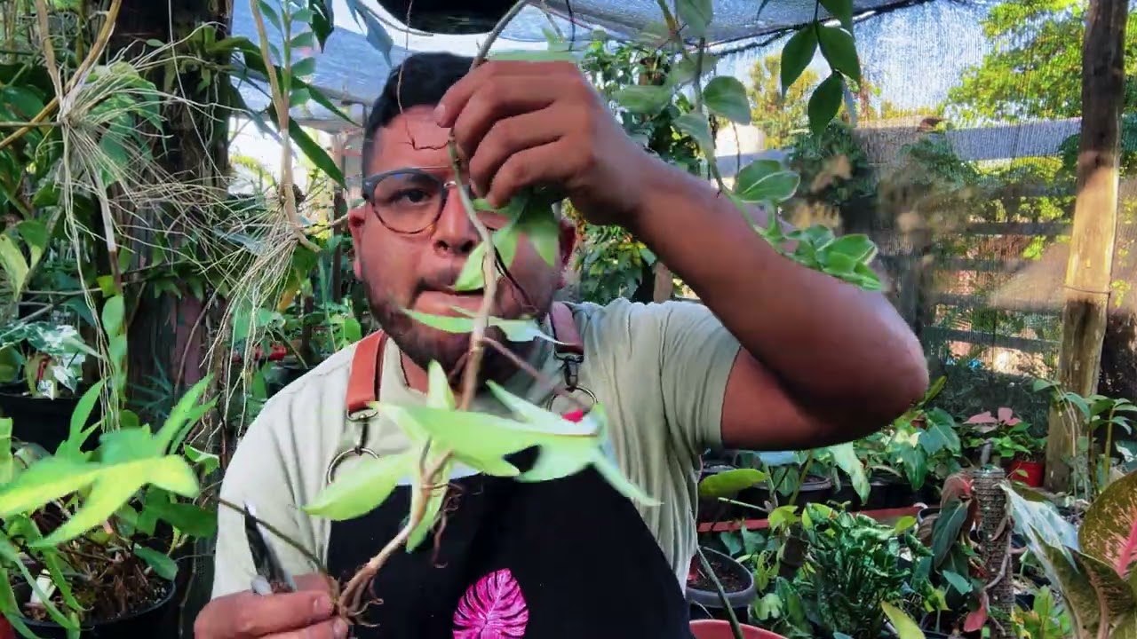 ✨ Propagaci&oacute;n de Plantas Ex&oacute;ticas con Cortes: &iexcl;El Secreto para Multiplicarlas F&aacute;cilmente! ✂🌱