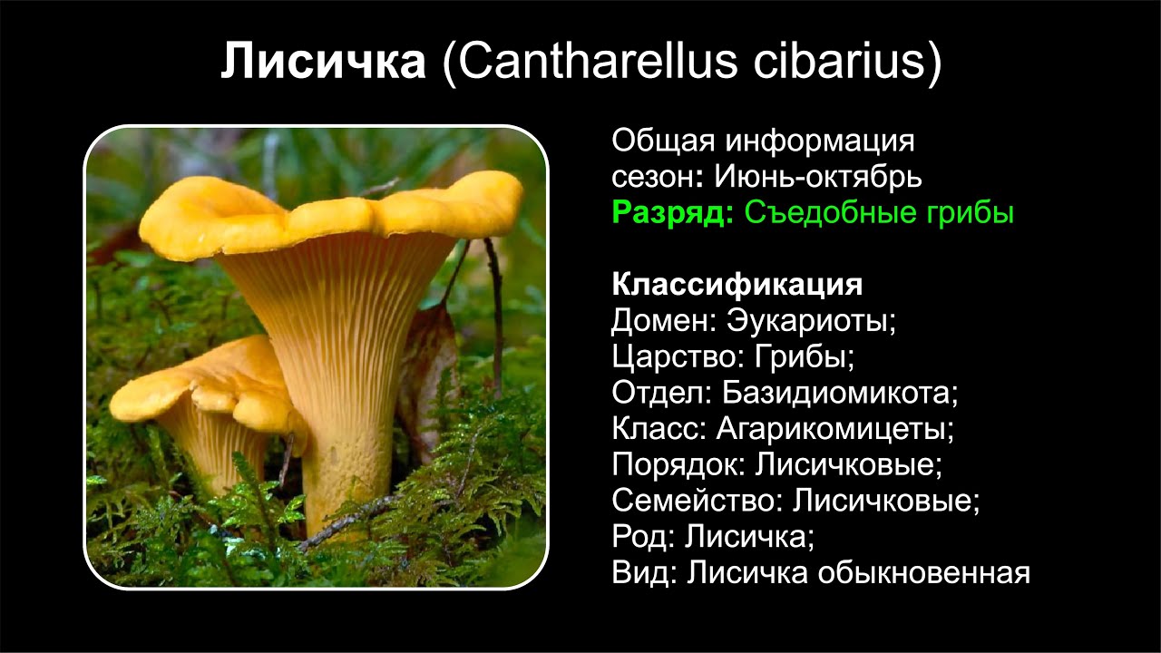 Лисичка (Cantharellus cibarius)