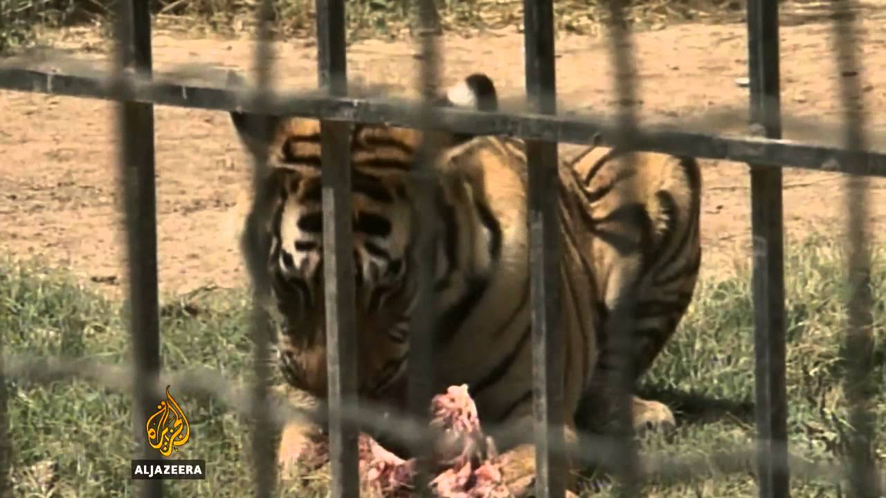 Rađaju se bijeli bengalski tigrovi