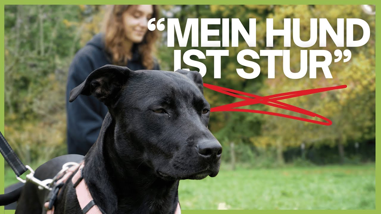 Warum dein Hund im Alltag oft anders reagiert als du denkst