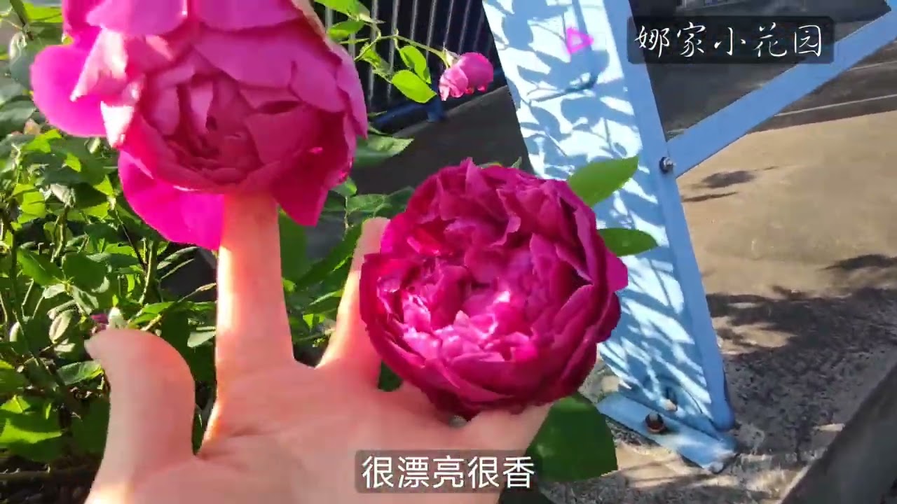 娜家小花园 开花性最好，最不容易盲枝的月季品种汇总
