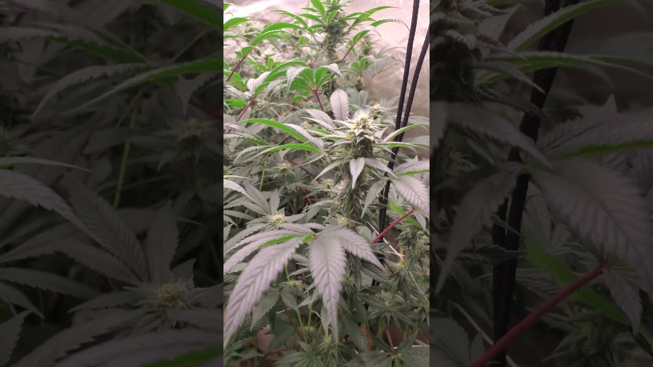 living soil Indoor grow tent week 4 of flower Zechem Phinest genetics