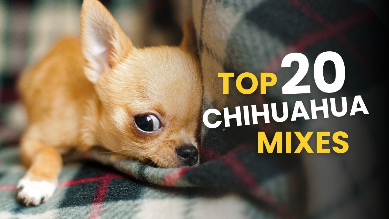Top 20 CHIHUAHUA Mixes: Tiny Pups with Big Personalities!