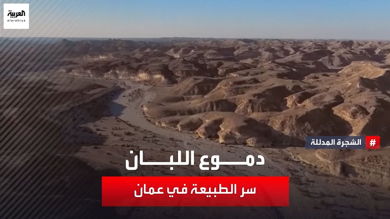 اللُبان الحوجري الأجود والأشهر على مرّ التاريخ.. عيد اليحيى في جولة ميدانية في أرض اللبان