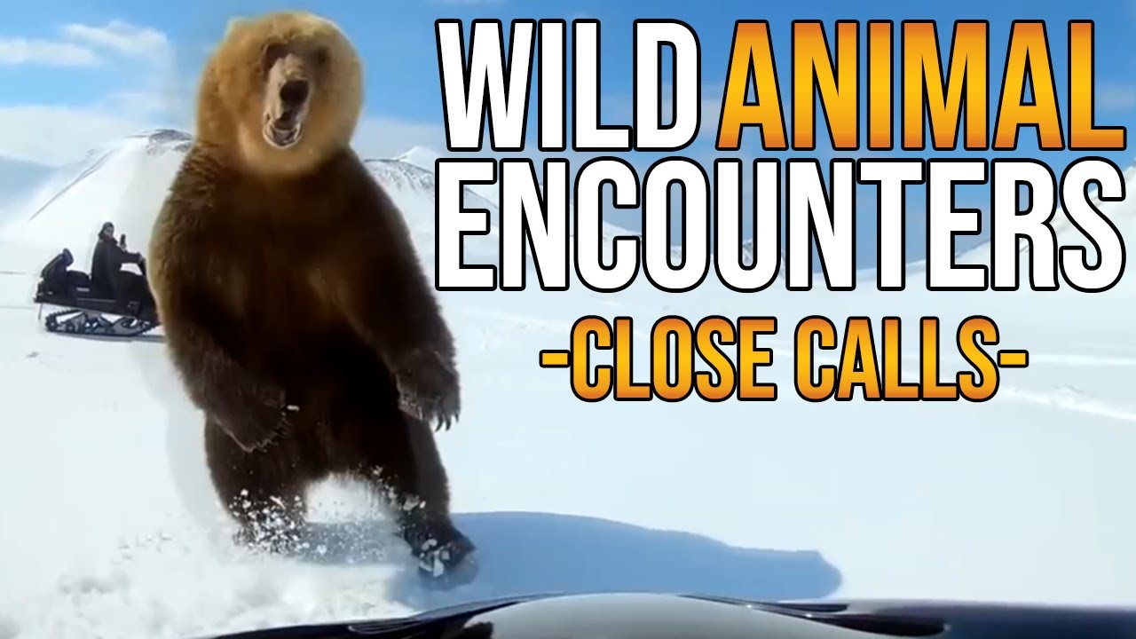 Amazing Wild Animal Encounters - Close Calls