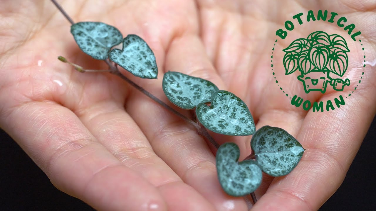 The BEST Method to Propagate String of Hearts
