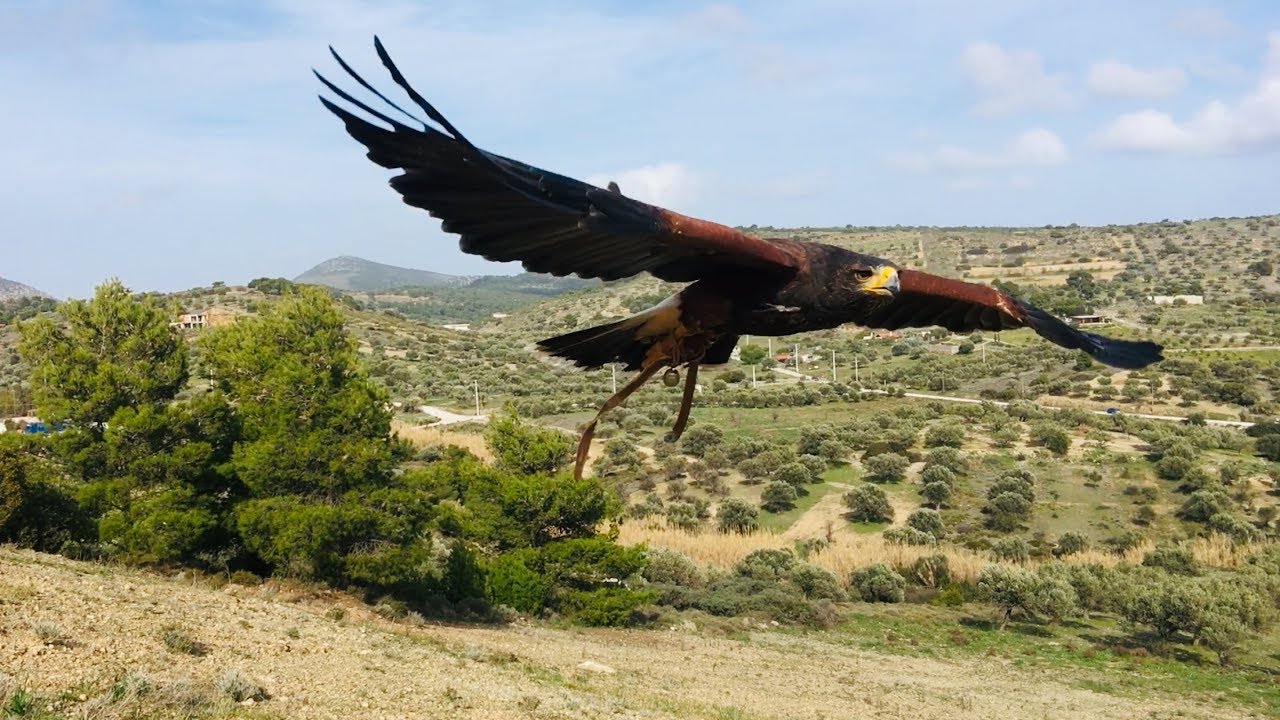 Harris Hawk Soaring/ Free Flight/ Waiting on (HD Video)