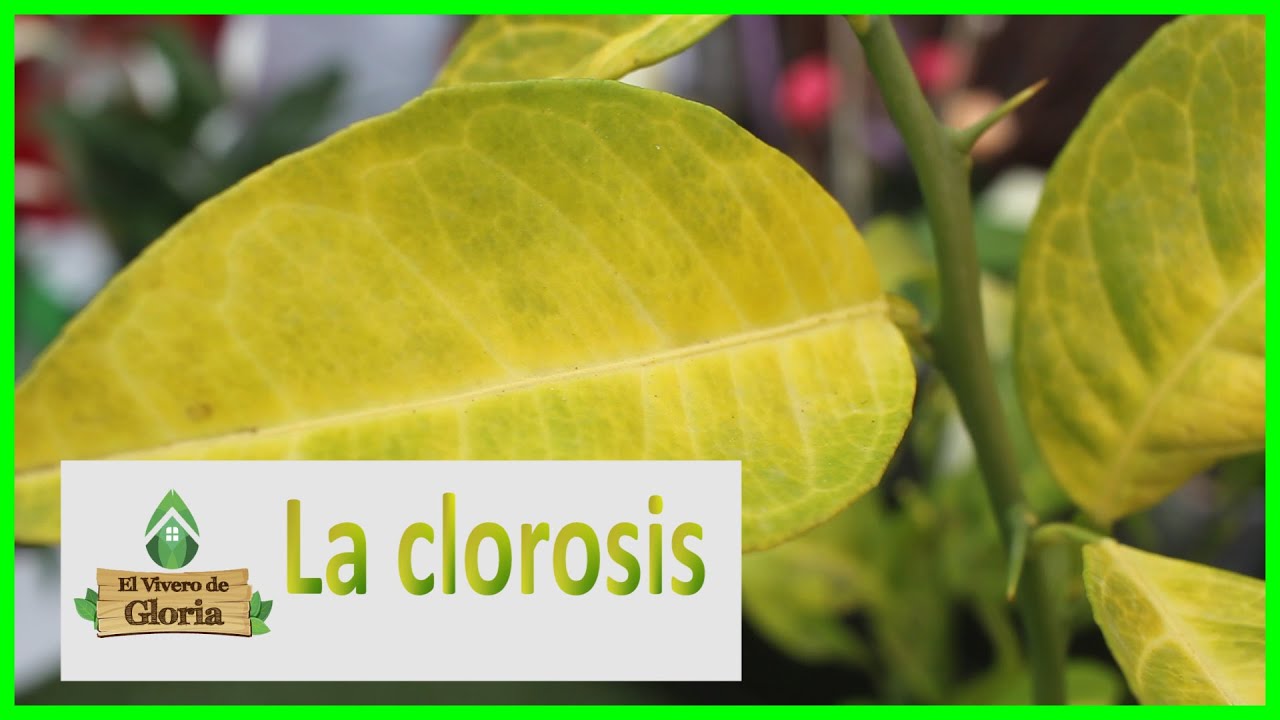 🍂 La CLOROSIS o enfermedad de las HOJAS AMARILLAS /🍂/ SOLUCIONES // Causas (resubido)🌿