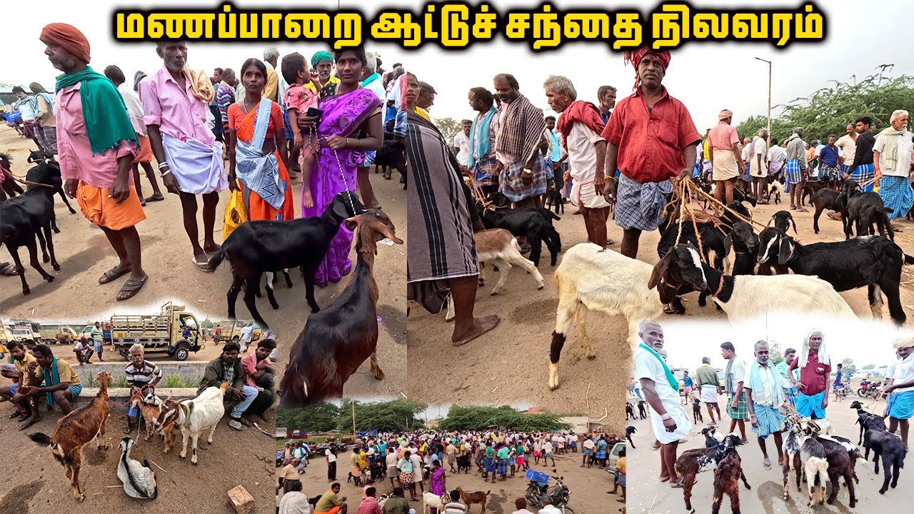 மணப்பாறை ஆட்டுச் சந்தை நிலவரம் | Manapparai Goat Market | Manapparai aattu santhai | Tamilnadu Pets