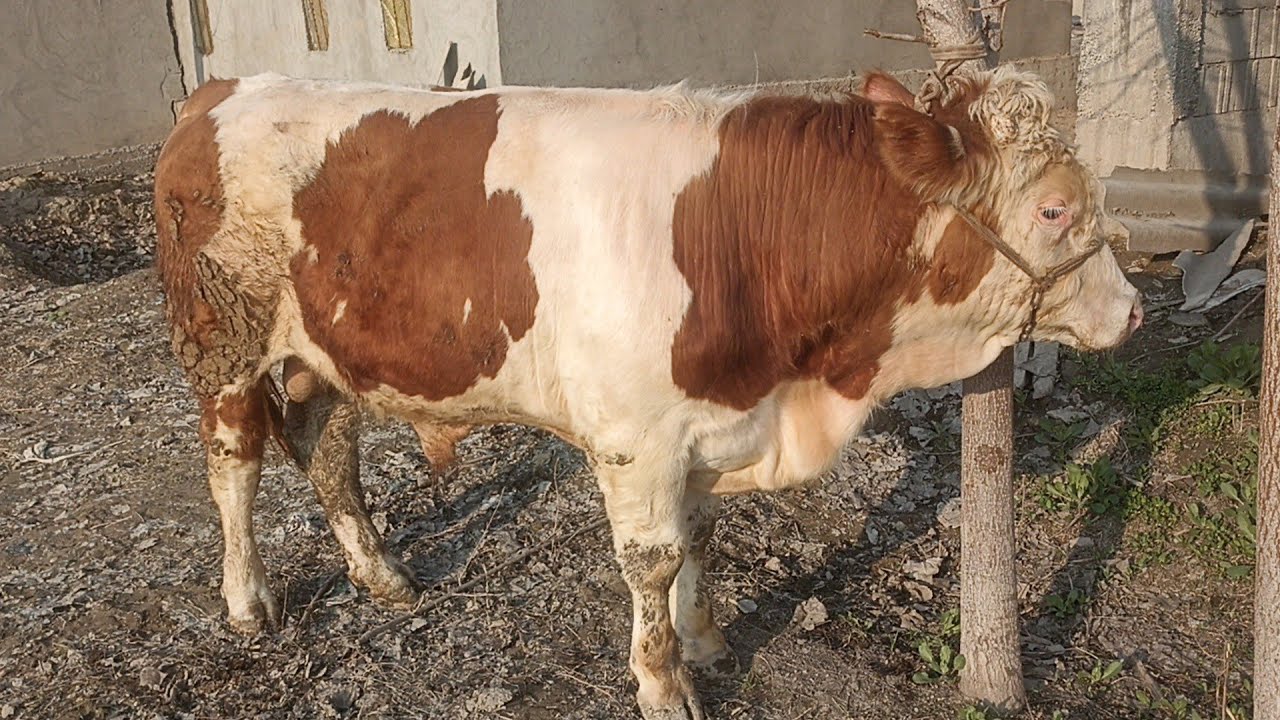 Sotiladigan 13-oylik smental tozza qonli 971691914