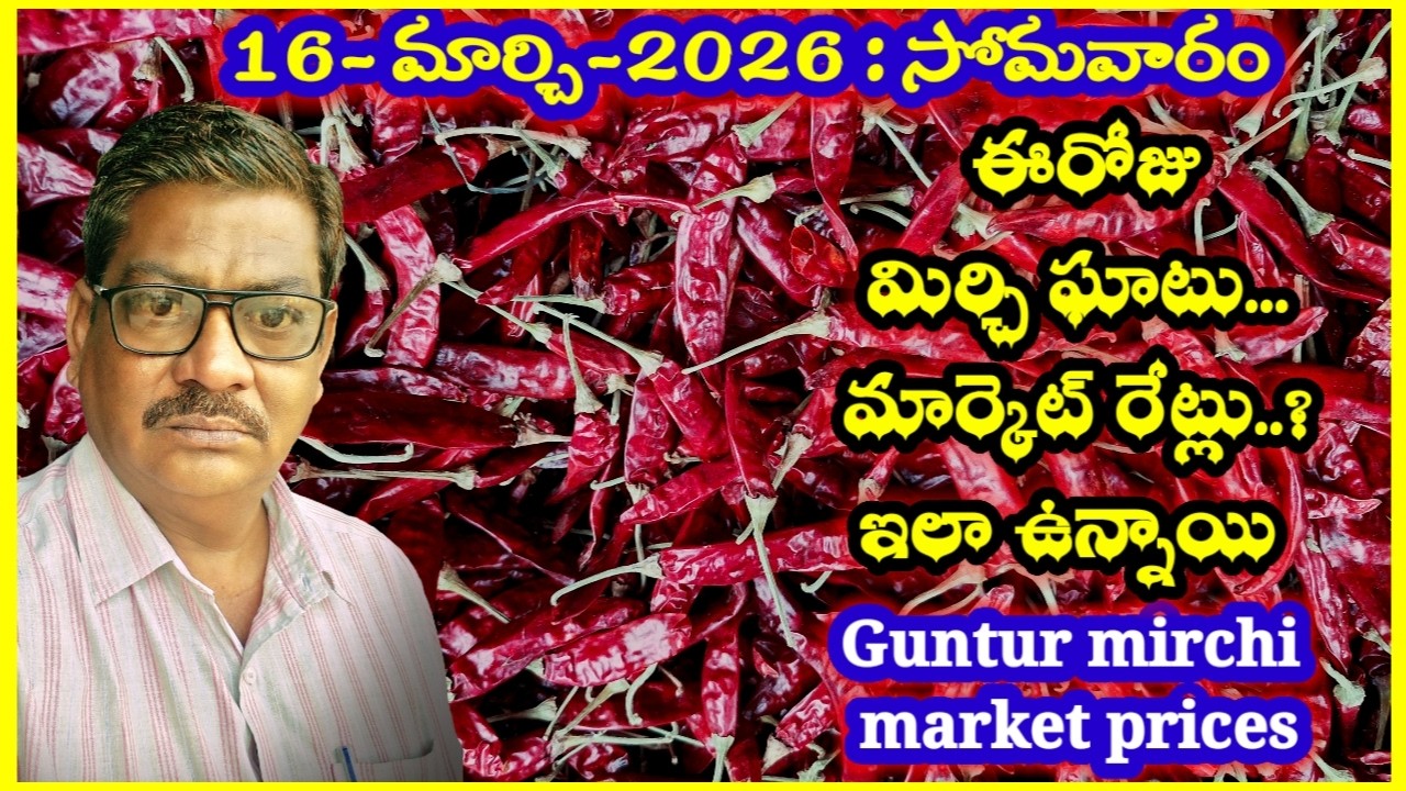 16- MARCH-2026 GUNTUR MARKET MIRCHI RATES|గుంటూరు మిర్చి మార్కెట్ ధరలు|गुंटूर मार्केट मिर्च के रेट
