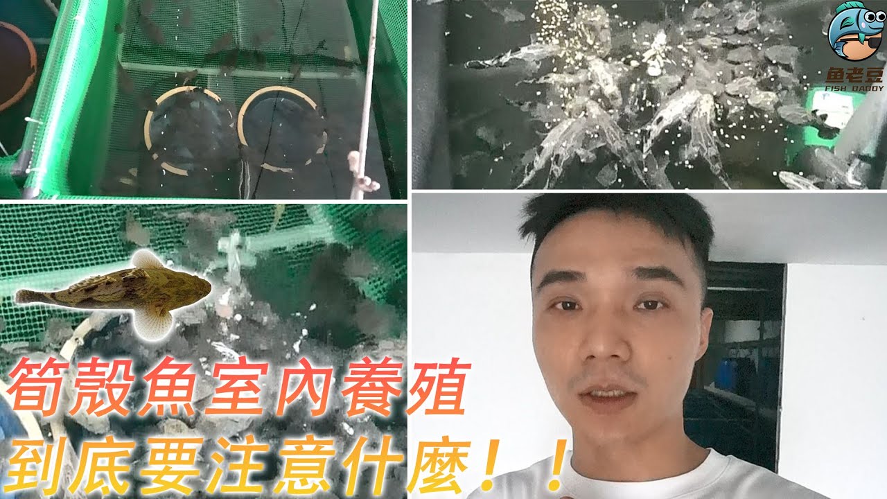 【魚老豆】筍殼魚室內養殖需要注意事項