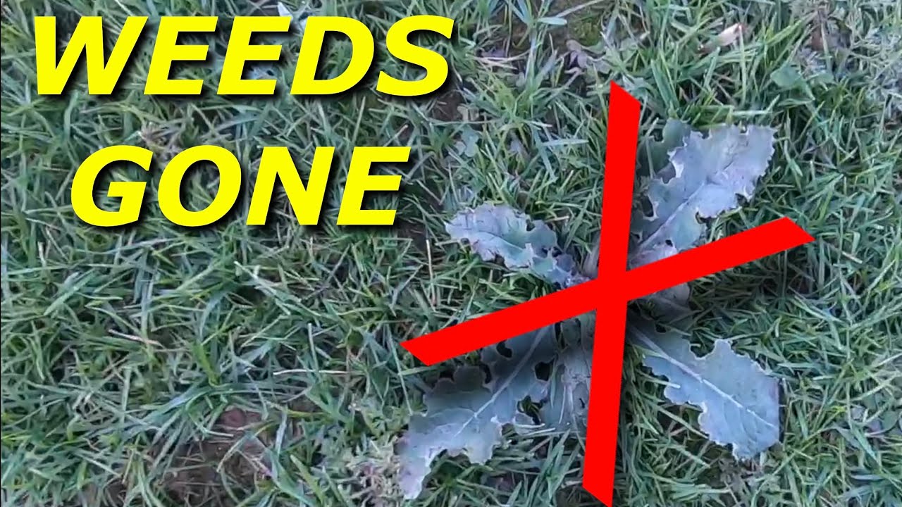 Spraying Fall Weeds