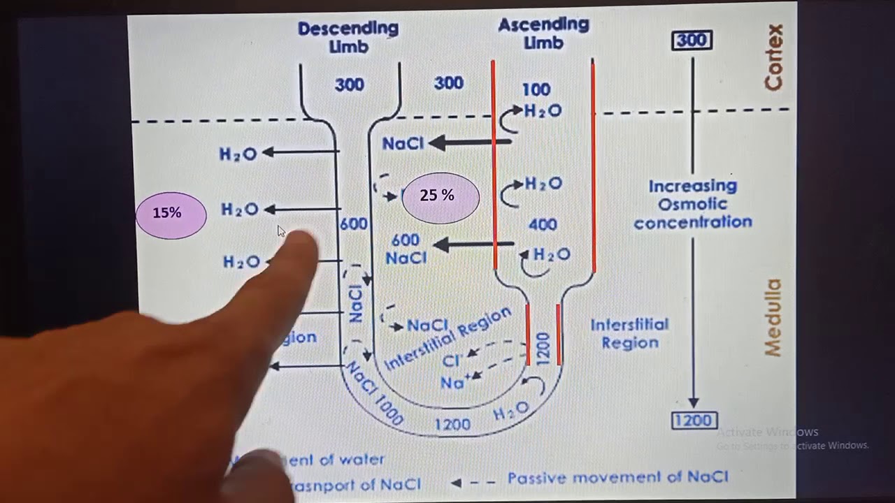 #Renal_Dr_Mohamed_Fayez Lecture 7 Renal: Loop of Henle, DT and CD and Tubular Reabsorption