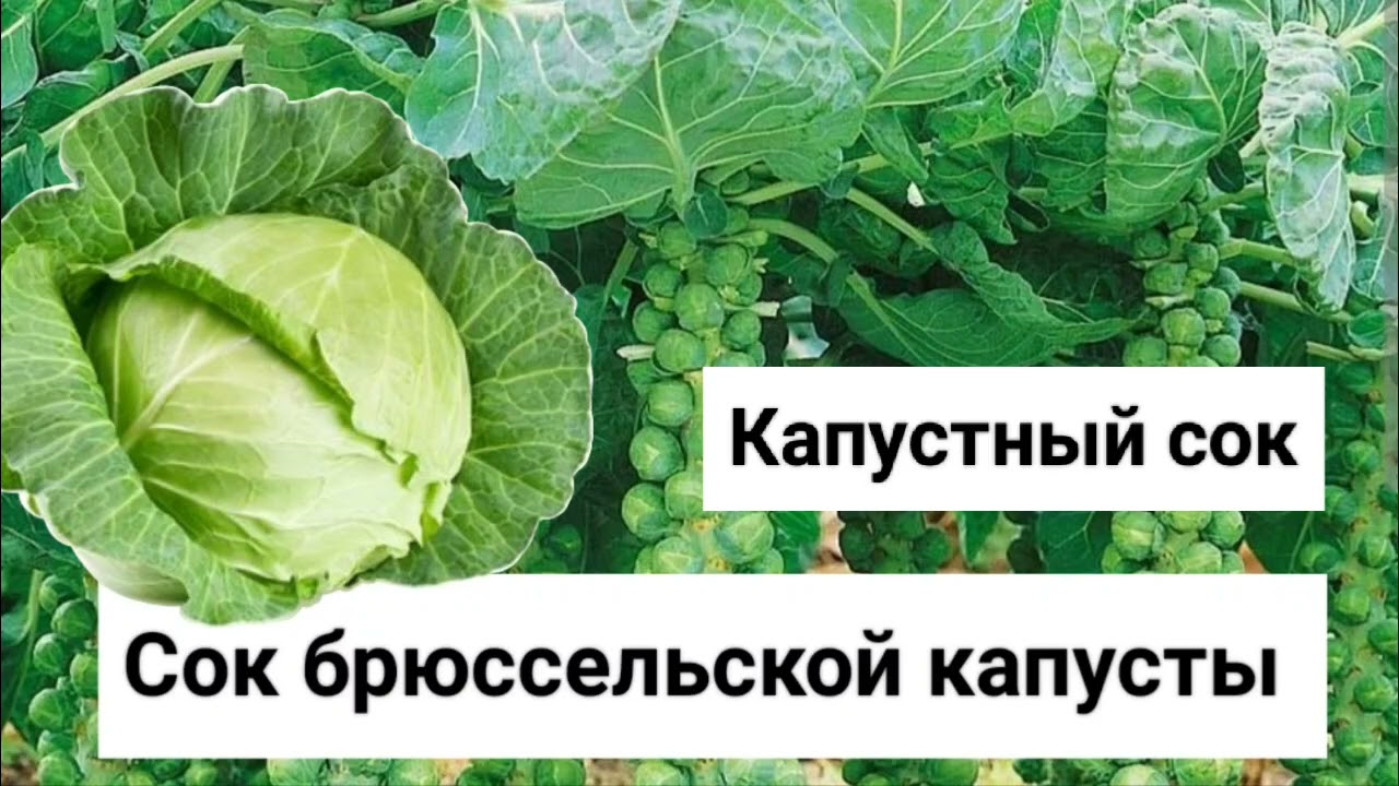 Сок брюссельской капусты. Капустный сок . Норман Уокер 