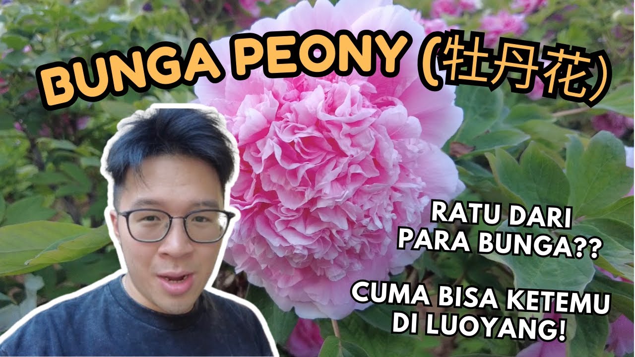 BUNGA RAKSASA!! FESTIVAL PEONY DI LUOYANG
