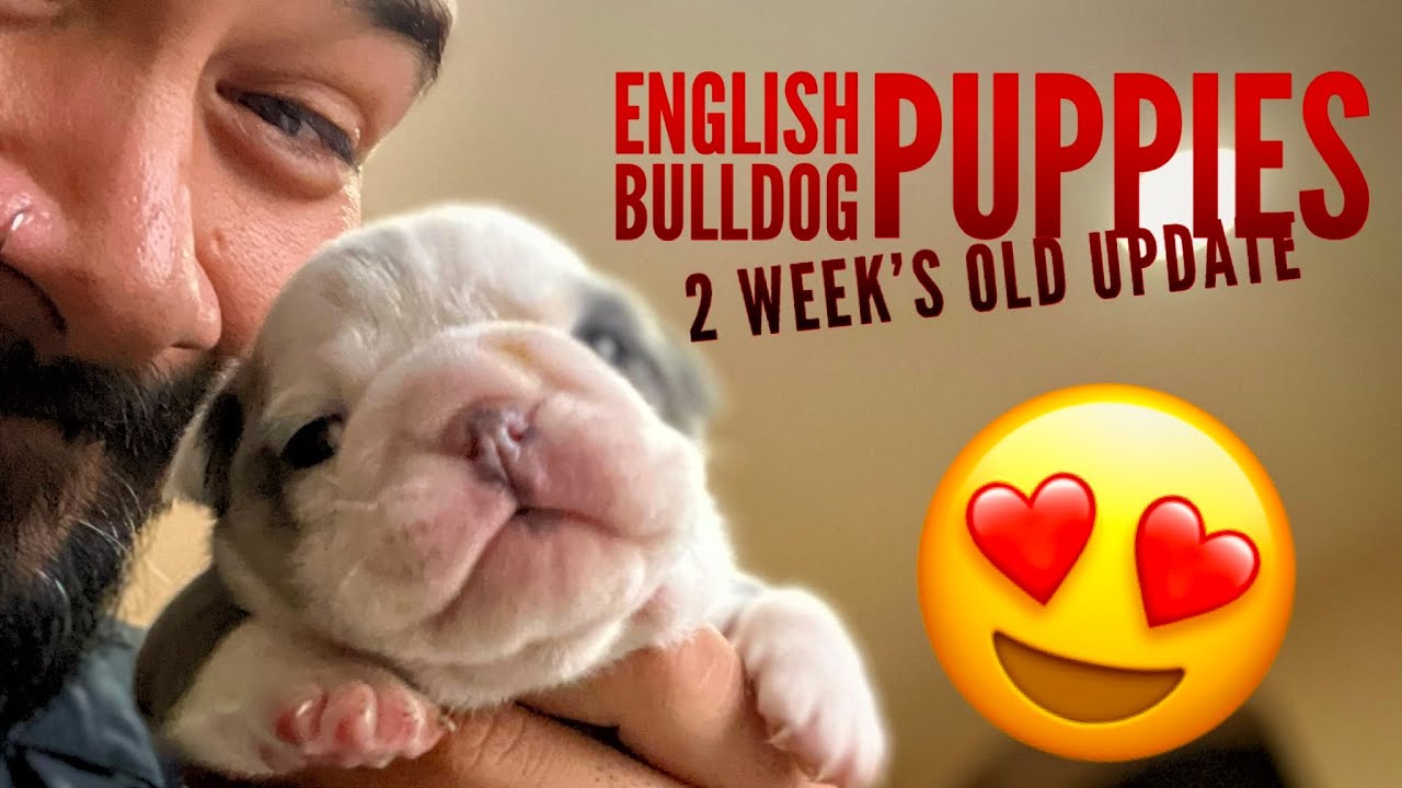English Bulldog Puppies at 2 weeks old update | 2 week old English bulldog puppy | Bulldog Cachorros