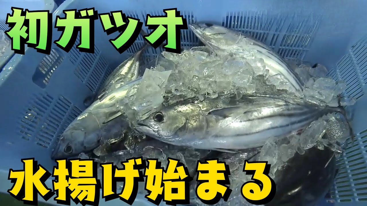 「春の味覚“初ガツオ”の水揚げ 中土佐町久礼で始まる」2026/03/13放送