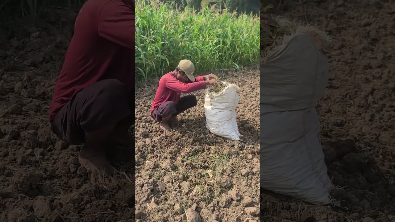 simple trick for cleaning up dry grass before planting 
