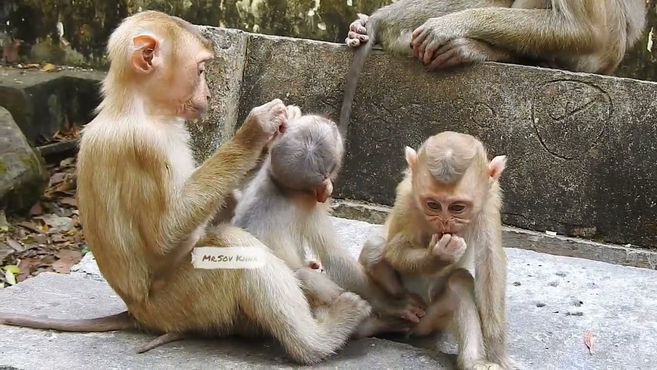 It's very strange these days that baby Nori tries to get milk from her sister Angela