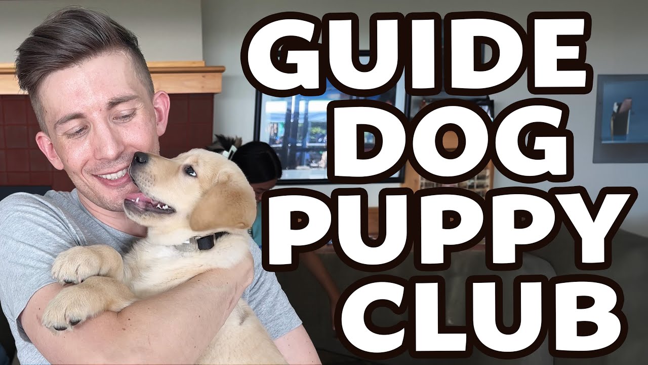 My blind husband visits a guide dog PUPPY CLUB