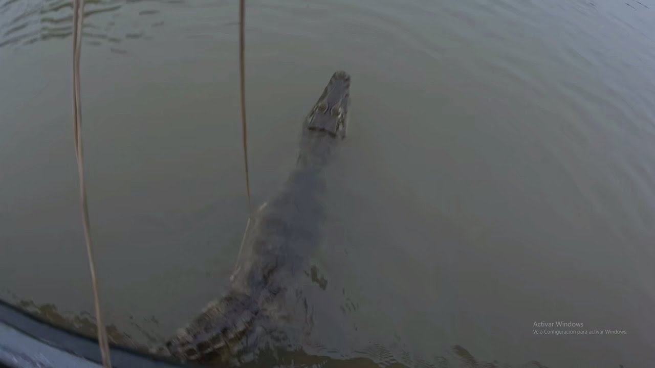 pesca con anzuelo - cayó un caimán