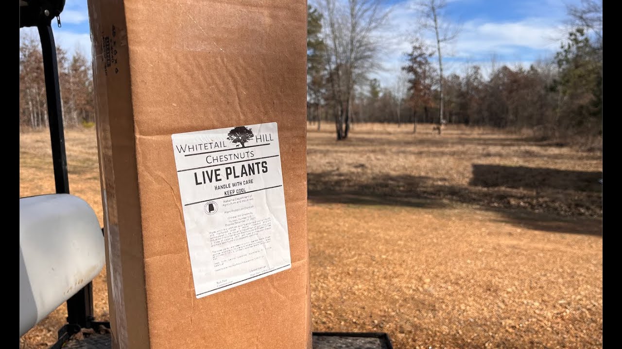 Whitetail hill Chestnuts Spring Update (LRR)