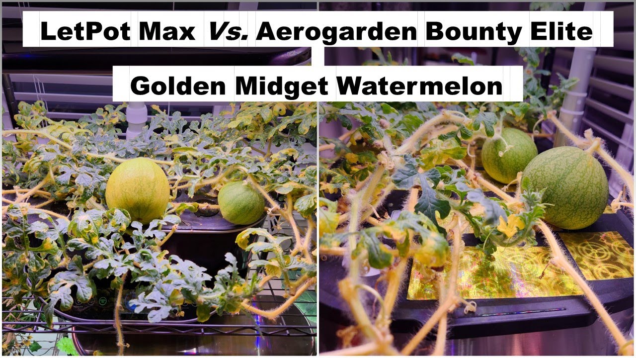 LetPot Max vs Aerogarden Bounty Elite | Golden Midget Watermelon | Hydroponics | Gardening