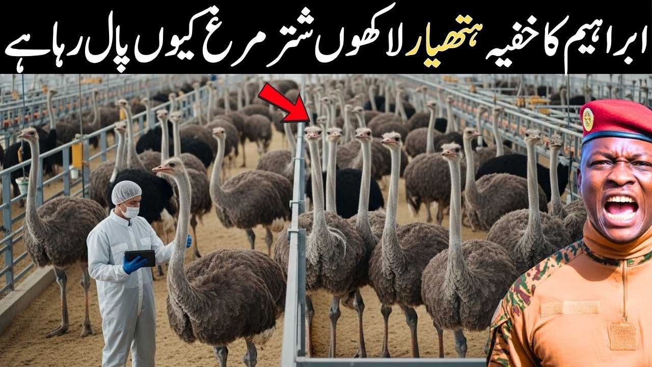 Ostrich Farming in Burkina Faso | Meat, Skin & Egg Harvest Explained