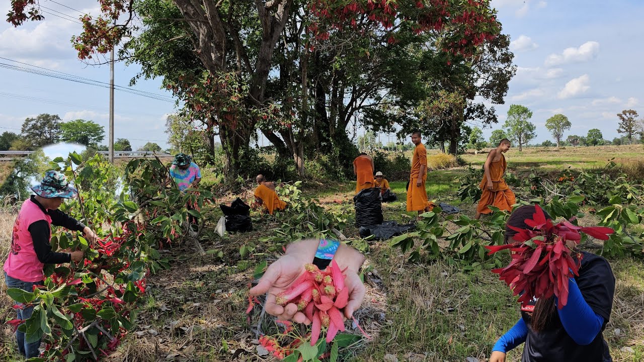 วันนี้พามาเก็บดอกแสบงมากันทั้งวัดได้เยอะมากงามสุดๆเลยจ้าหม่วนกรุ๊บ😁/12 มีนาคม ค.ศ. 2026