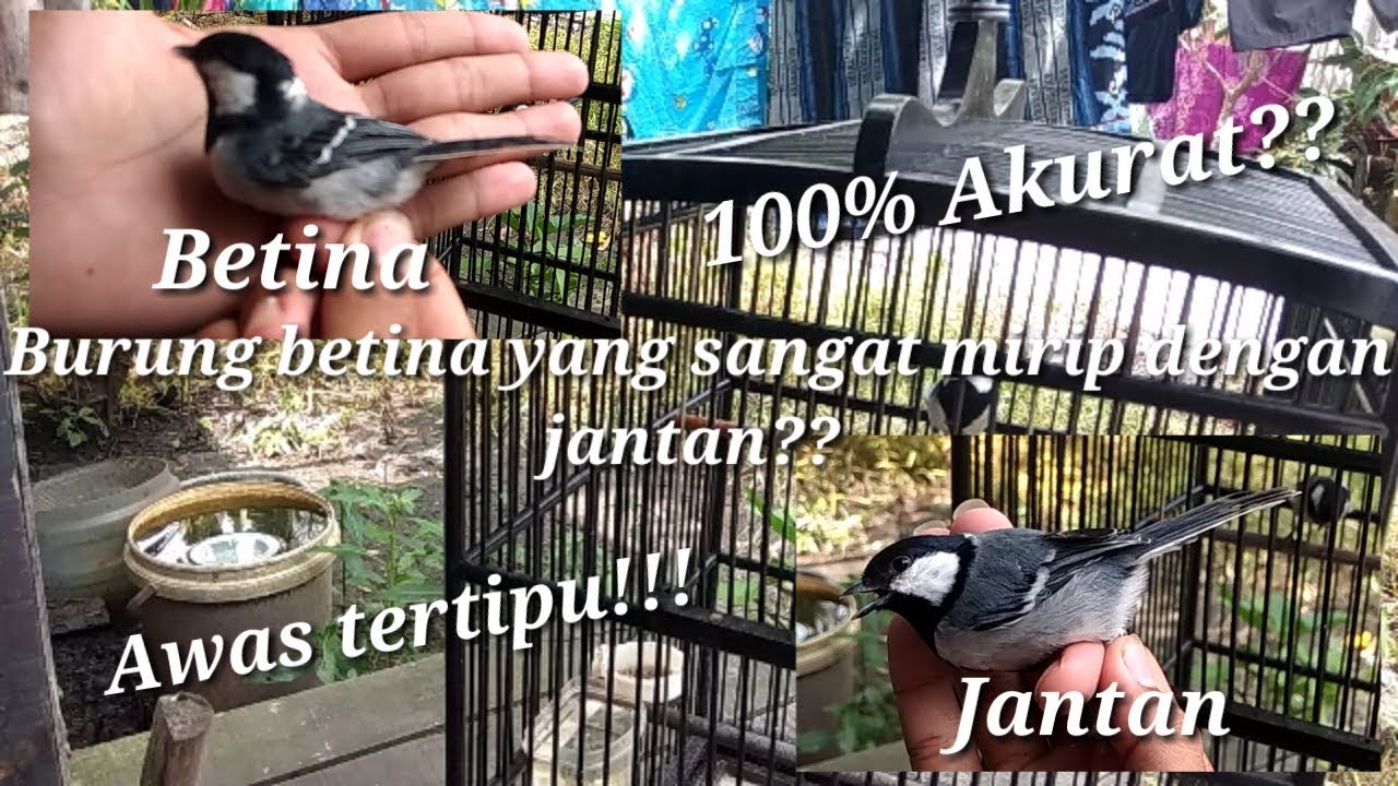 Perbedaan Burung GELATIK BATU  Jantan Dan Betina!!!!