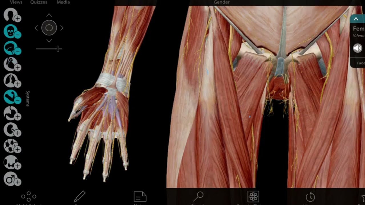 📹Soning oldingi sohasi(REGIO FEMORIS ANTERIOR) topografiyasi
