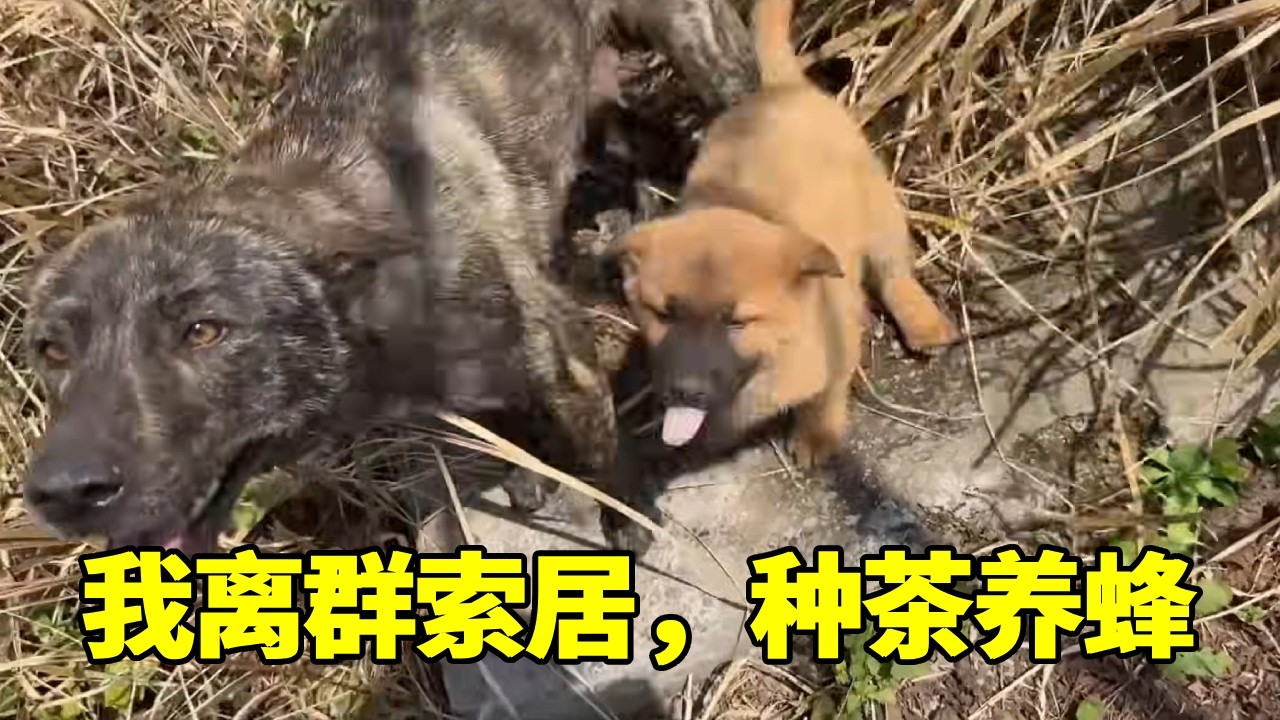 我离群索居，种茶养蜂，我要在这片山林活到100岁【乡野志刚】