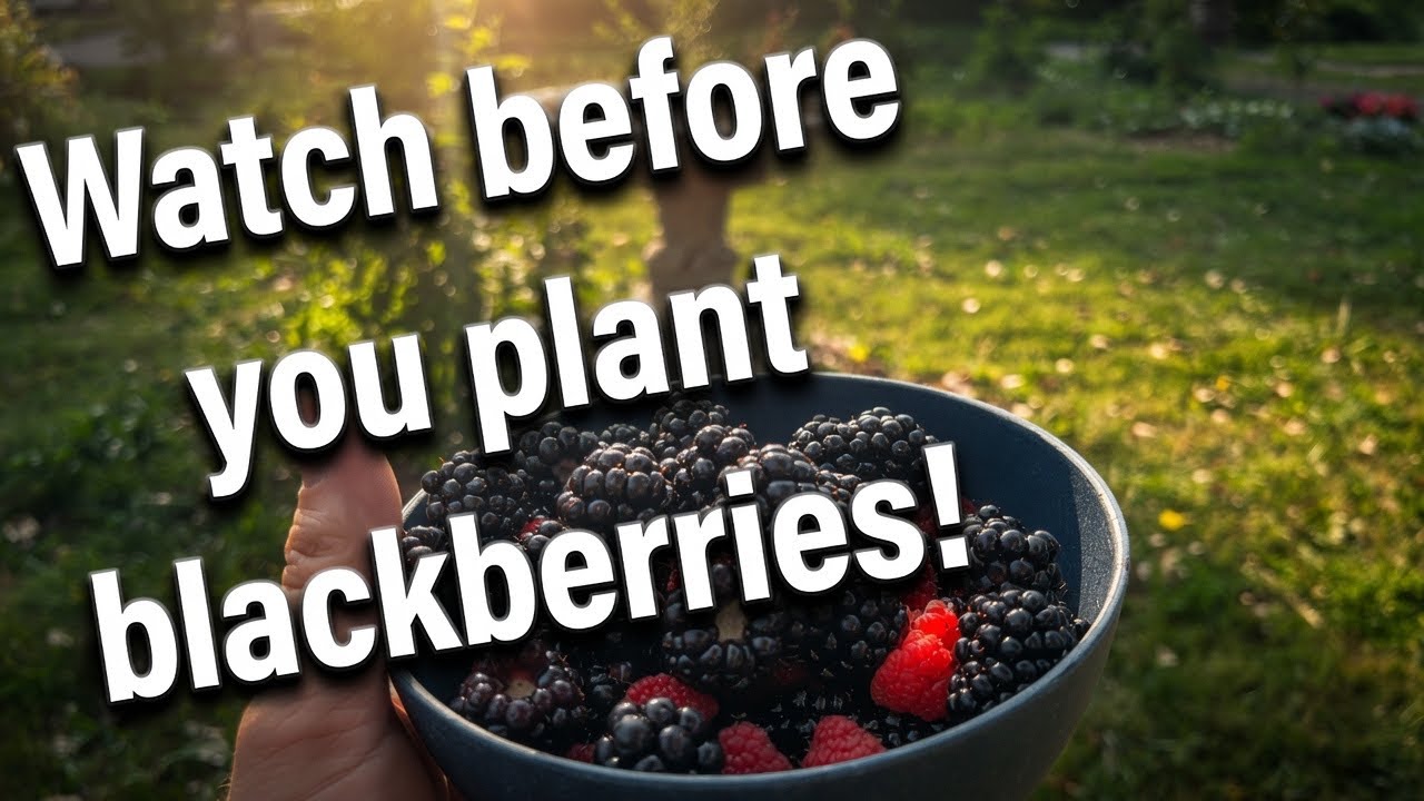 Size Comparison between Ark45 Blackberries, Prime Ark Freedom Blackberries, and Heritage Raspberries