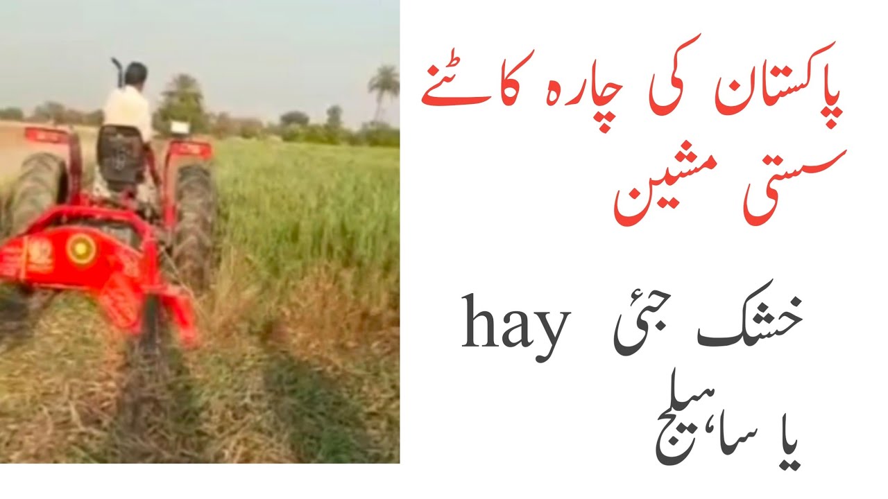 OAT  Silage and Hay