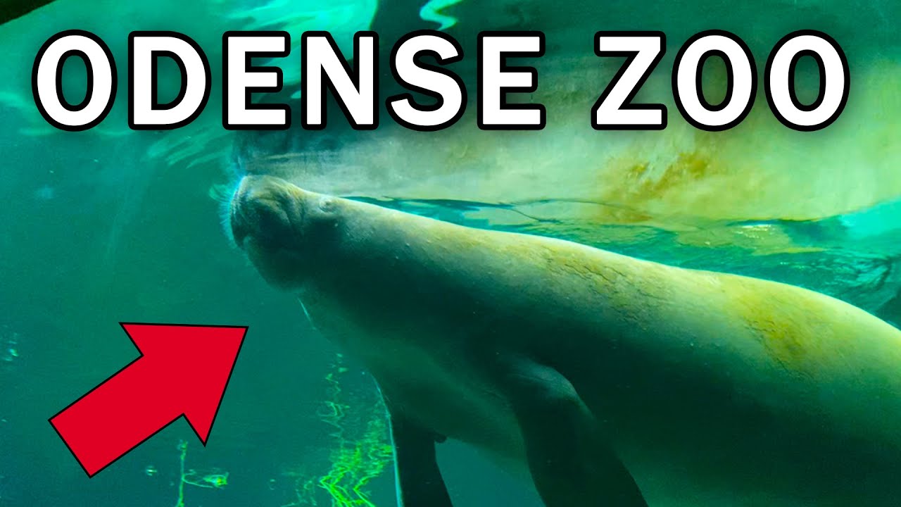 Odense Zoo Vlog Denmark