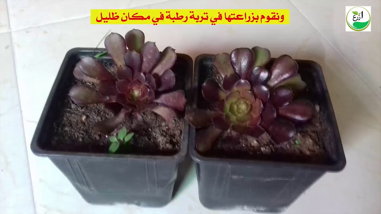 نبتة الأيونيوم  اكثارها و العناية بها Aeonium Arboreum