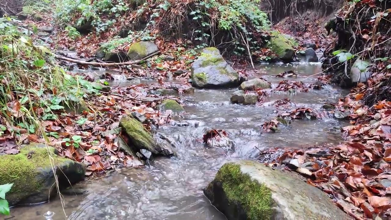 The sounds of the river in the forest