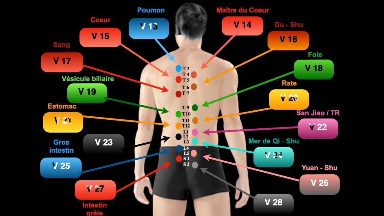 Les points d&rsquo;acupuncture Shu du dos et Mu ant&eacute;rieurs ﻿en m&eacute;decine chinoise (MTC) 