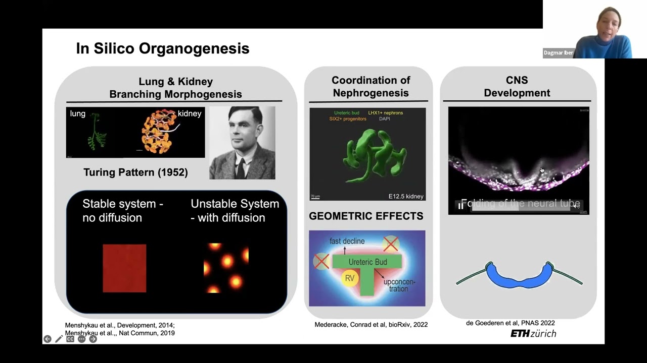 Bridging Theory and Experiments: Dagmar Iber and Sid Goyal