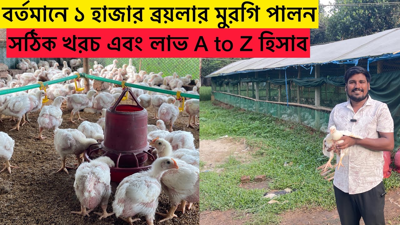 ১০০০ ব্রয়লার মুরগি পালন খরচ এবং লাভের হিসাব | broiler chicken farming profit | Aminagro 