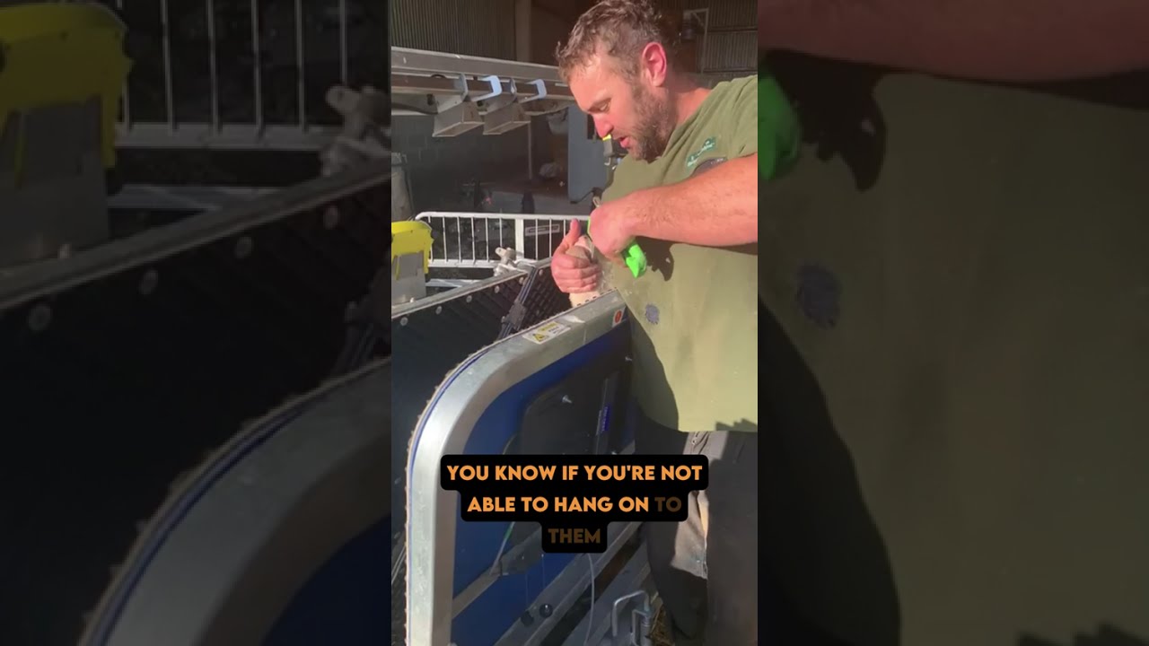 Clipex Contractor Sheep Handler Reviews
