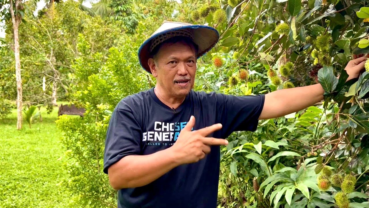 The Ultimate Guide to Managing Fruiting Rambutan Orchard: Boost Your Harvest! How To