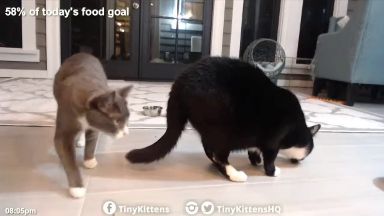 Tiny Kittens Mason & tuxies treat time 2 3 2018