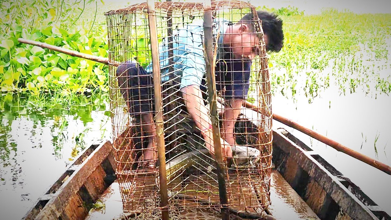 Amazing Cat Fish Catching |Big Murrel Fish | fishing | popular fishing video