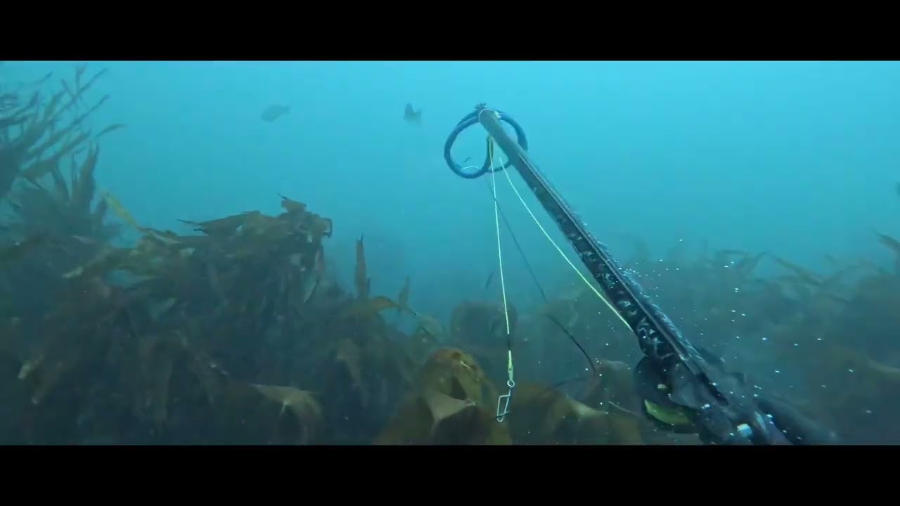 Chasse sous marine Bretagne nord 