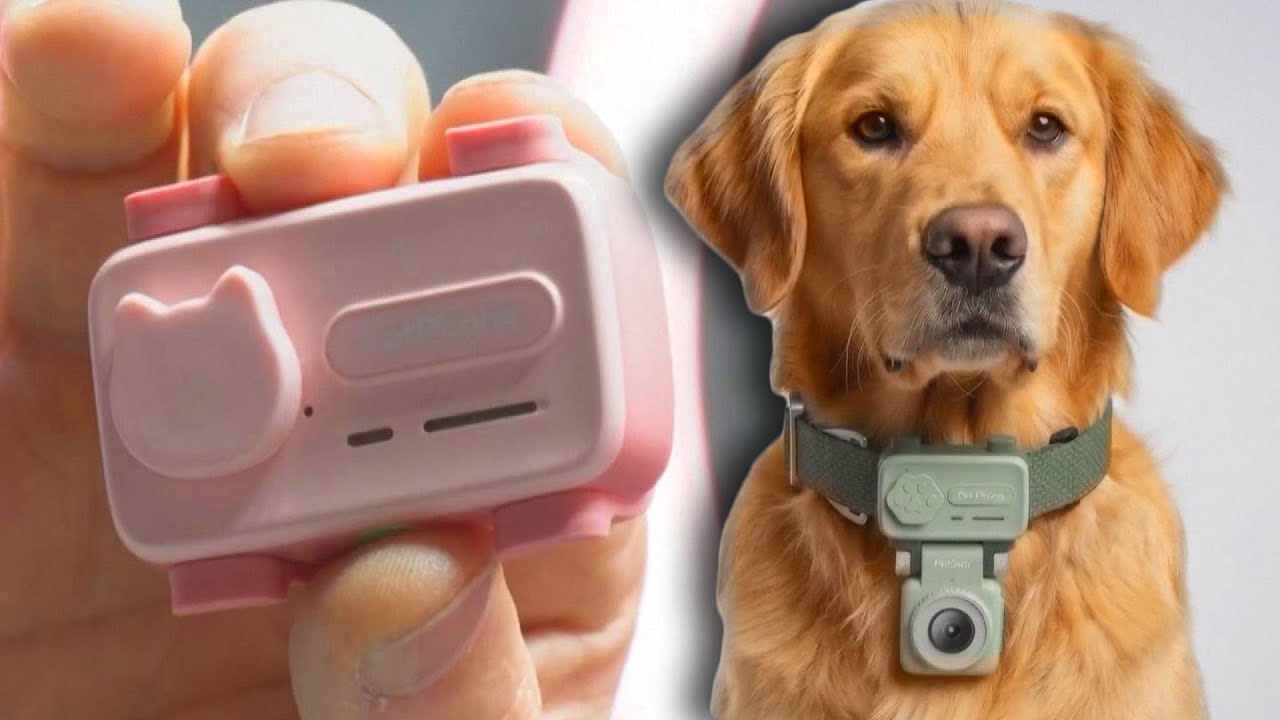 Hi-Tech Collar Acts As Smartphone For Pets To Communicate With Owners