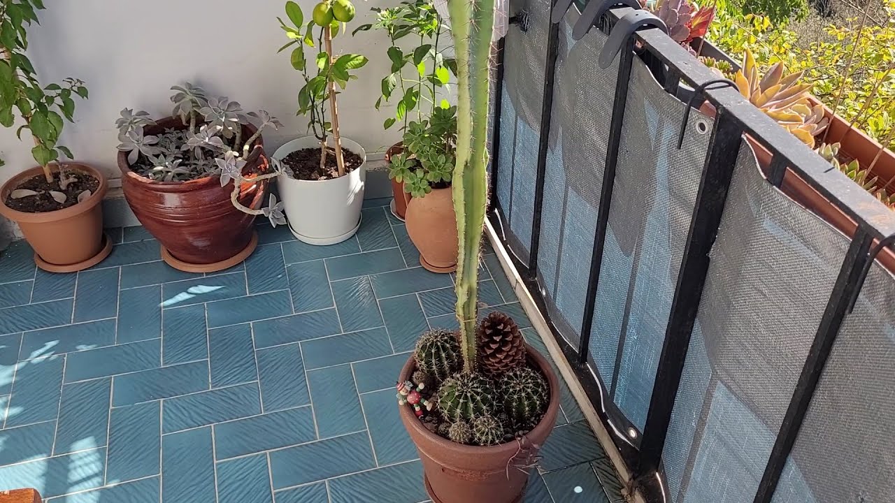 Balkondaki Dev Kaktüsün Bakımı ve Sohbet